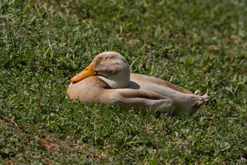 Domestic Cream and Tan Color Duck Peacefully Sleeping in the Grass