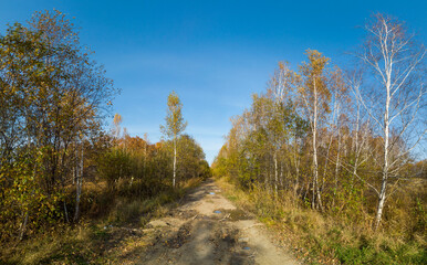 Obraz premium straight road in the autumn forest under the blue sky at nature