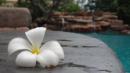 white flower lies on a stone near the water