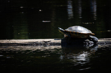 Fototapeta premium Turtle