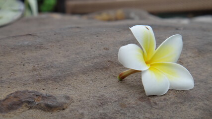 white flower lies on a stone near the water