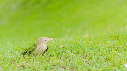 A green little bird on the green grass beautiful nature
