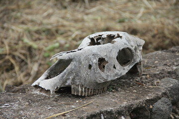African safari animal skull featuring grass, bones, and rocks