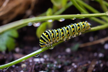 Caterpillar on branch featuring garden, caterpillar, and rain