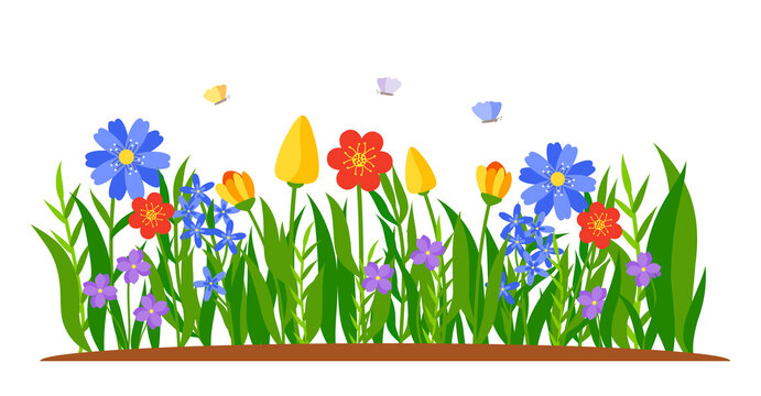 Border of flowers growing in grass. Spring tulips, daffodils or daisies in flat cartoon style. Flower bed. Colored landscape nature springtime decorative element. Isolated on white vector illustration