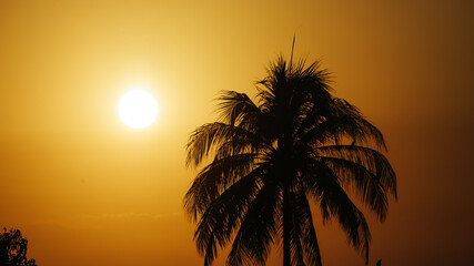 sunrise and sunset in the backlit countryside, with the sun behind a coconut palm tree and the...