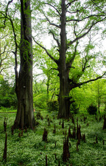 SONY DSC forest, trees,leaf,water,woods,rain,nature,
green, spring,drop,birdhouse,refrection,
森林,森,葉木,滴,木々,自然,鳥の巣,