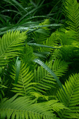 SONY DSC forest, trees,leaf,water,woods,rain,nature,
green, spring,drop,birdhouse,refrection,
森林,森,葉木,滴,木々,自然,鳥の巣,