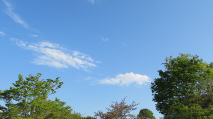 Fresh green trees and blue sky