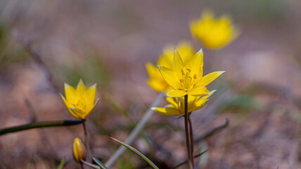 The first spring flowers. Yellow field tulips. Close-up. Soft focus