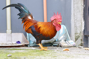 short-legged Bantam chicken, rooster in the backyard
