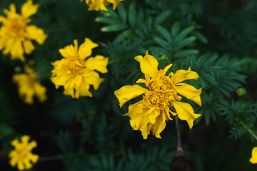 Yellow Panamá Flower.