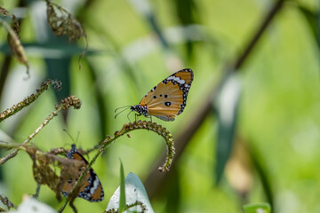 Small butterfly is perched on a wildflower.