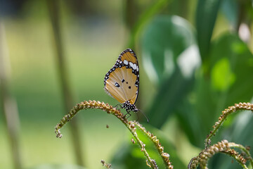 Small butterfly is perched on a wildflower.