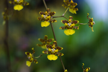 Panama yellow orchid.