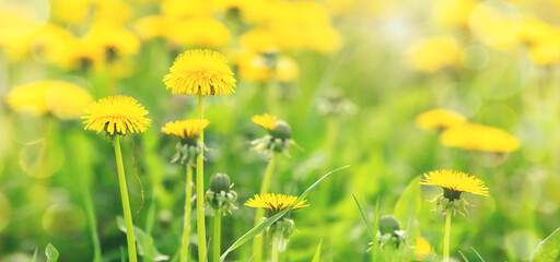 Field with blooming yellow dandelions on sunny day. Summer flower background. Banner - Image