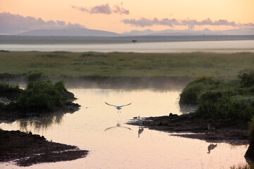 Naklejka premium An egret lifts off at dawn, with ground fog lying on the savanna, Masai Mara Game Reserve, Kenya