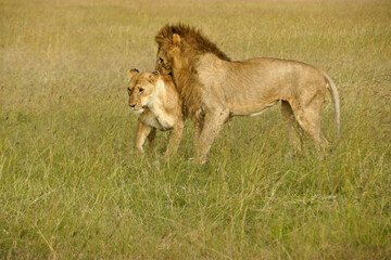 Lions preparing to mate in long grass, Masai Mara Game Reserve, Kenya