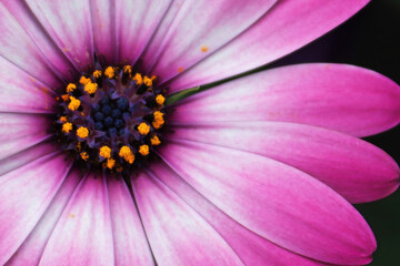 Macro of a single white and pink Aftican Daisy