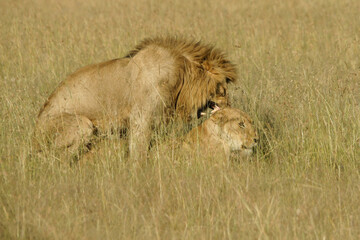 Lions mating in long grass, Masai Mara Game Reserve, Kenya