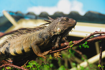 iguana in panamá. 
