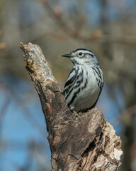 Black and White Warbler