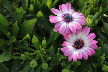 Background of two pink and white African Daisies