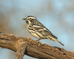 Black and White Warbler