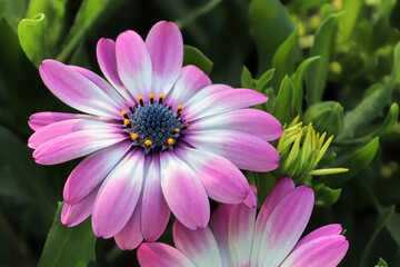 Obraz premium Closeup of two pink and white African Daisies