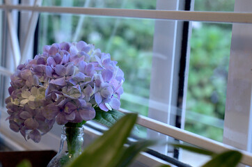 Beautiful and beautiful Brazilian hydrangea flowers