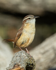 Carolina Wren