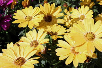 African Daisies blooming in the summer outdoors