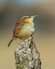Carolina Wren