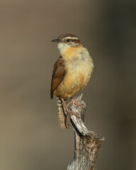 Carolina Wren