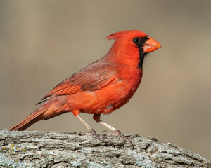 Male Northern Cardinal