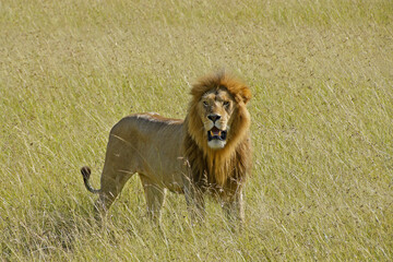 Male lion standing in long grass, Masai Mara Game Reserve, Kenya