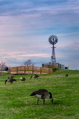 windmill at sunset with Canadian geese in the foreground  © Jay