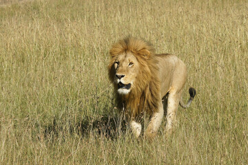 Male lion walking in long grass, Masai Mara Game Reserve, Kenya