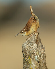 Carolina Wren