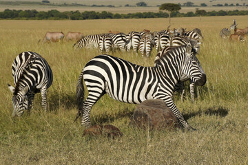 Burchell's (common, plains) zebra scratches its belly on a rock while other zebras and topis graze, Masai Mara Game Reserve, Kenya