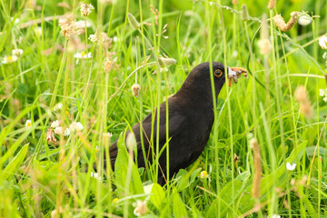 blackbird with food
