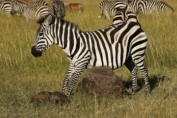 Burchell's (common, plains) zebra scratches its belly on a rock while other zebras and topis graze, Masai Mara Game Reserve, Kenya