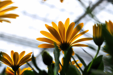 Bottom view of multiple yellow African Daisies