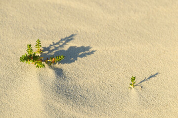 plant in sand