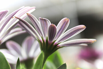 Fototapeta premium Closeup of pink and purple striped osteospermums