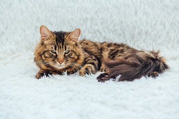 Long-haired charcoal bengal kitty cat laying on the white fury blanket