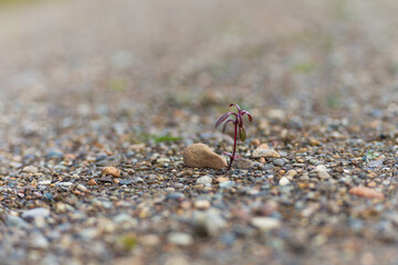 mini leaf macro