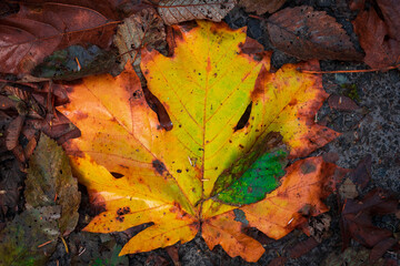 autumn leaves on the ground