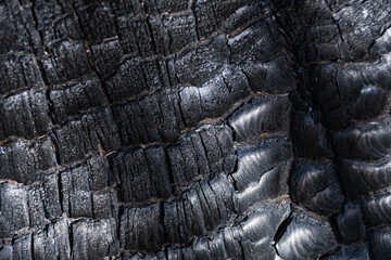 close up of burnt bark