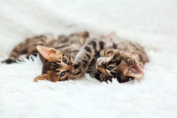 Two cute bengal kittens playing on a furry white blanket.